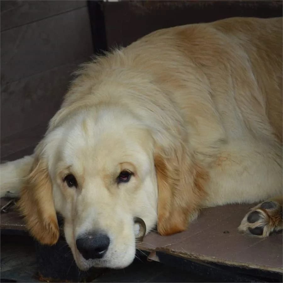 Mutlu Olmam İçin Yuvam Olurmusun,  Mixed Breed for adoption at Yedikule Hayvan Barinagi, Istanbul