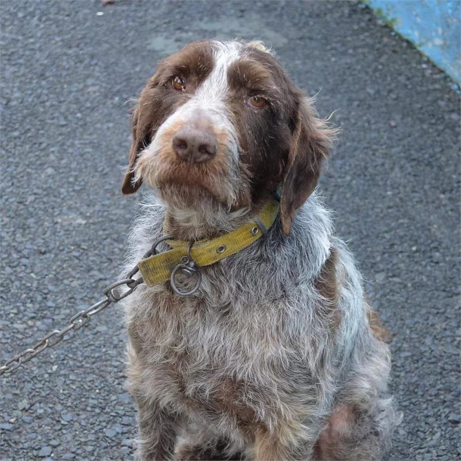 Defolu Köpek,  Mixed Breed for adoption at Yedikule Hayvan Barinagi, Istanbul