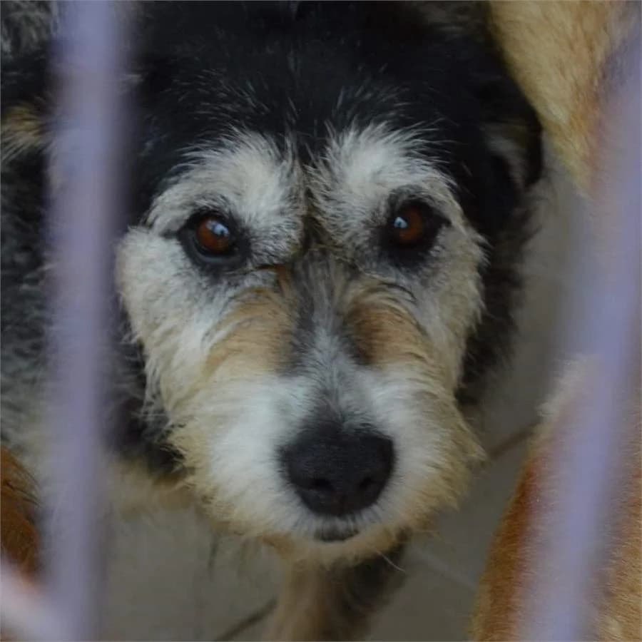 Kahve(yuvabuldu),  Mixed Breed for adoption at Yedikule Hayvan Barinagi, Istanbul