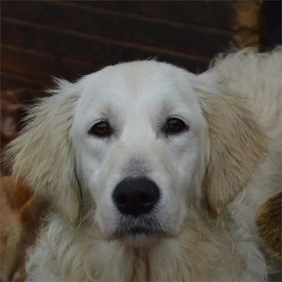Evim Olurmusun,  Mixed Breed for adoption at Yedikule Hayvan Barinagi, Istanbul