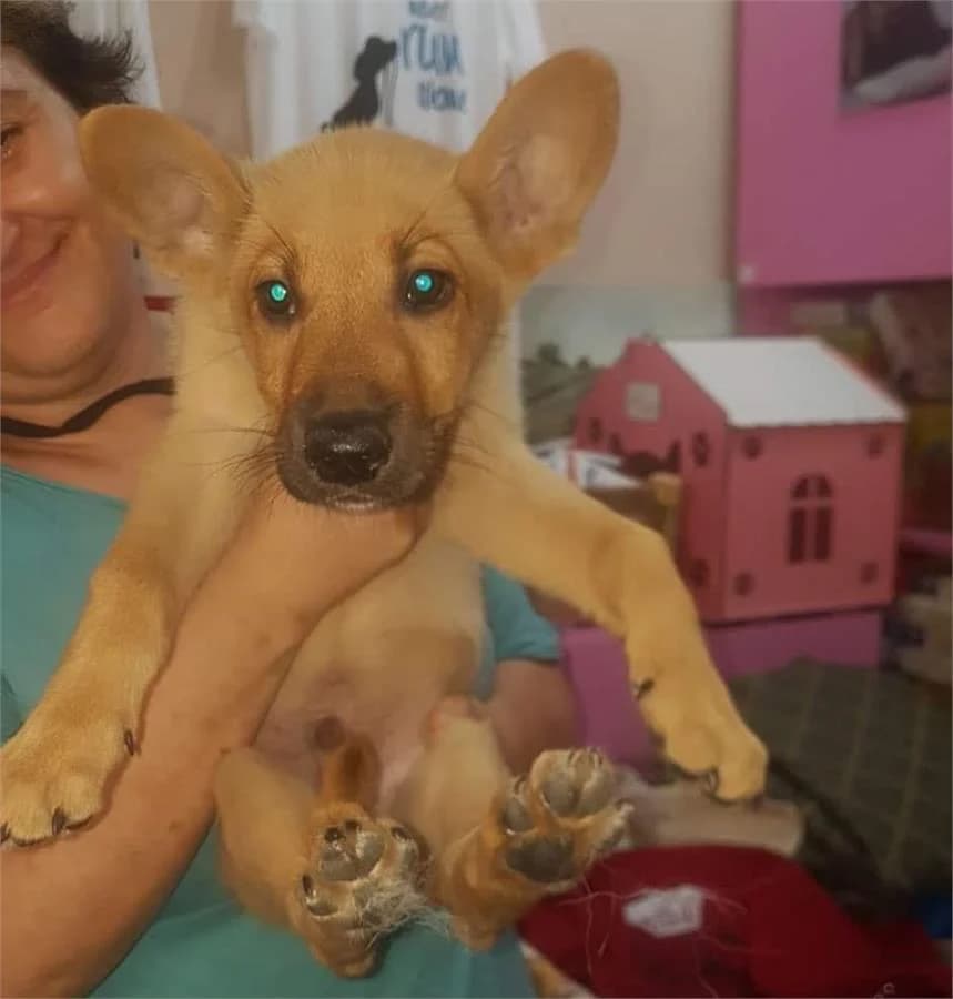 Tyson, Mixed Breed (Yedikule Hayvan Barinagi)