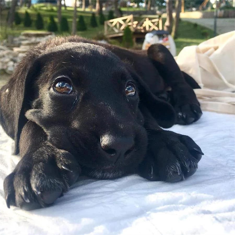 Yuvam Olurmusun,  Mixed Breed for adoption at Yedikule Hayvan Barinagi, Istanbul