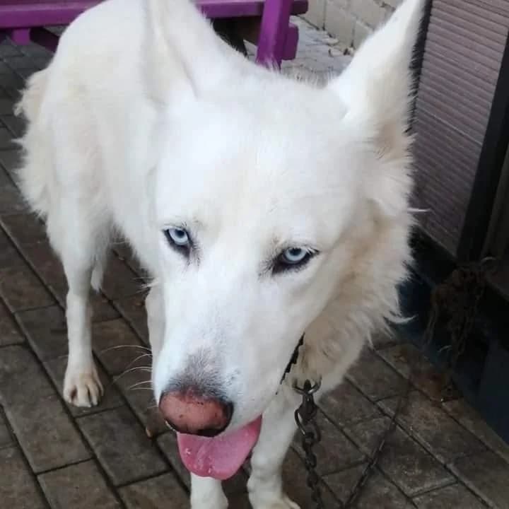 Kar, Mixed Breed (Yedikule Hayvan Barinagi)