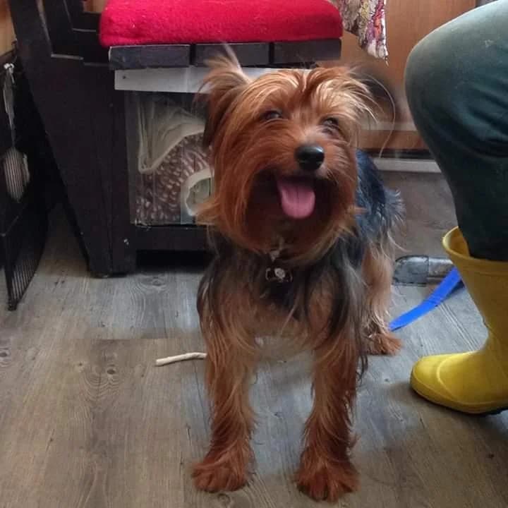 Max(yuvabuldu), Mixed Breed (Yedikule Hayvan Barinagi)