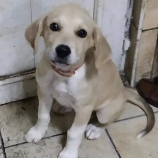 Gece Yarısı Bir Canlı Neden Terk Edilir,  Mixed Breed for adoption at Yedikule Hayvan Barinagi, Istanbul