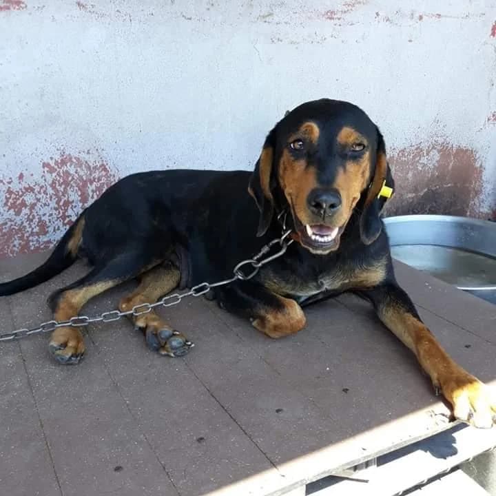 Luna, Mixed Breed (Yedikule Hayvan Barinagi)