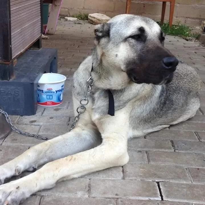 Zara, Mixed Breed (Yedikule Hayvan Barinagi)