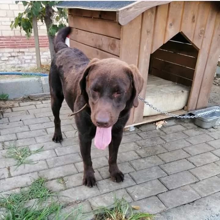 Coffe, Mixed Breed (Yedikule Hayvan Barinagi)