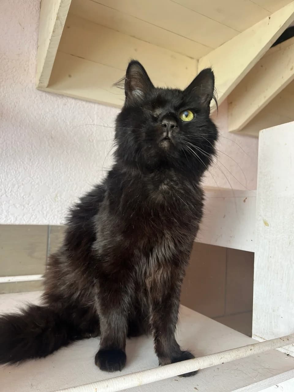 Kuzma (Кузьма), male 5yo mixed breed for adoption at Sirius Shelter, Kyiv