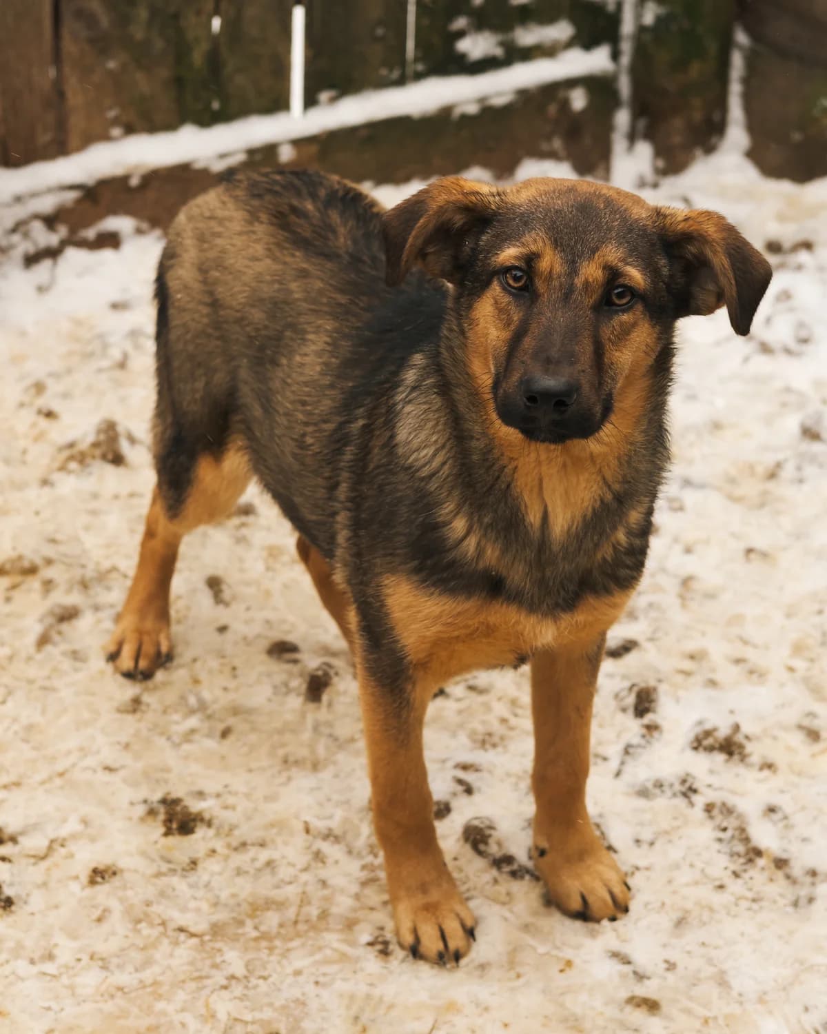 Kenni (Кенні),  (Sirius Shelter)