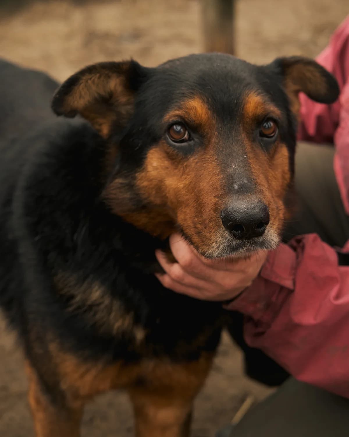 Tayson (Тайсон),  (Sirius Shelter)