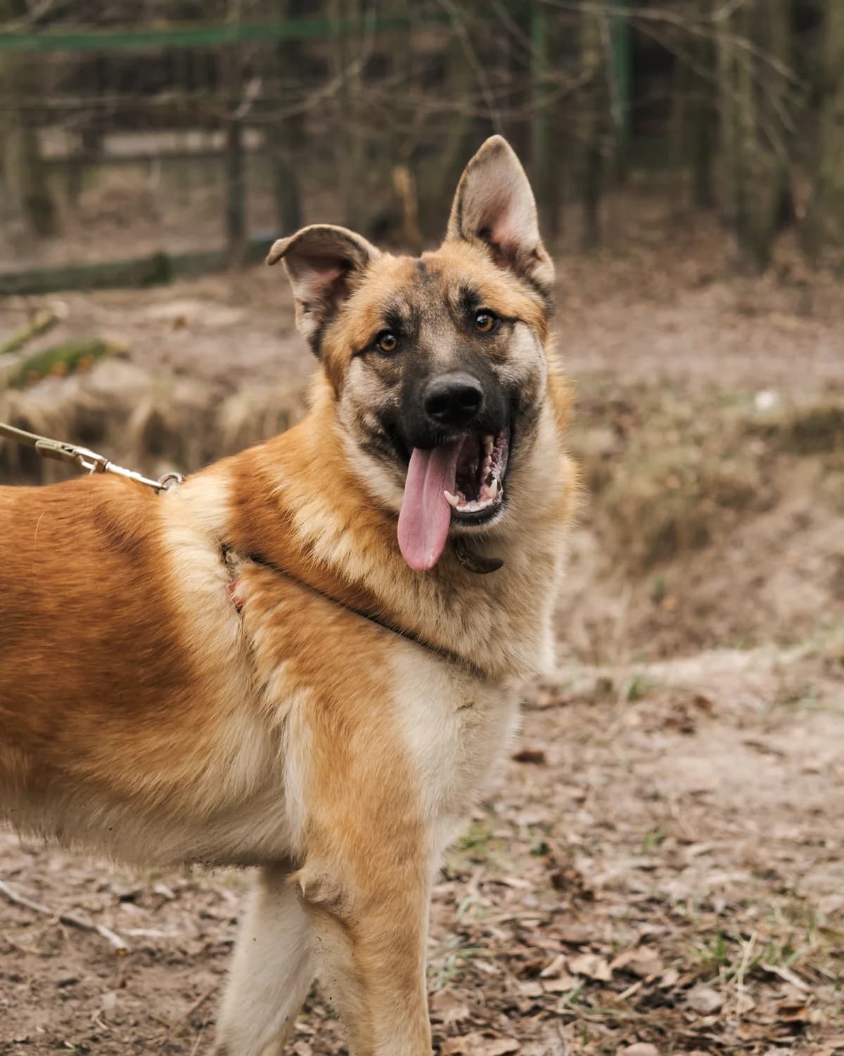 Loki (Локі),  (Sirius Shelter)