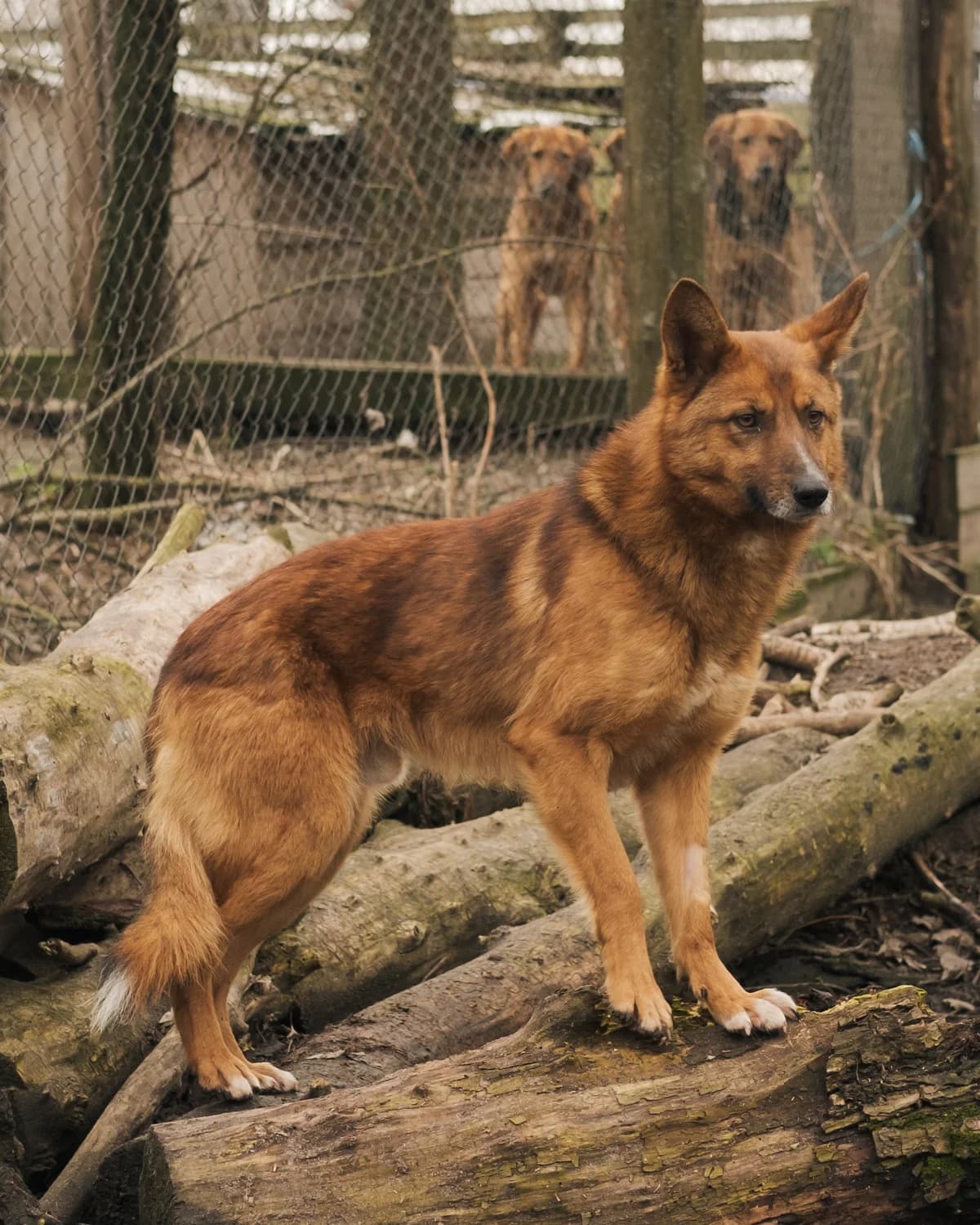 Foks (Фокс),  (Sirius Shelter)
