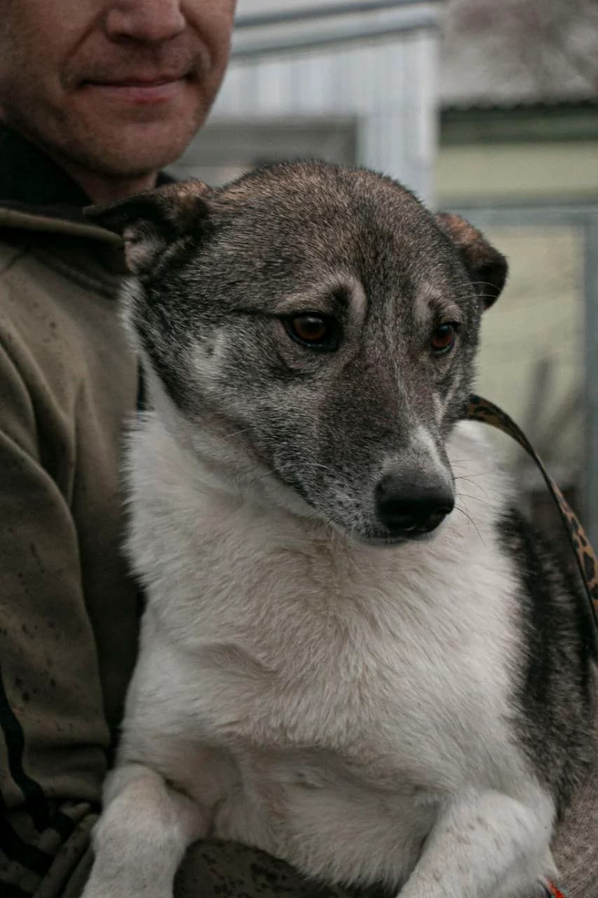 Baki (Бакі),  (Sirius Shelter)
