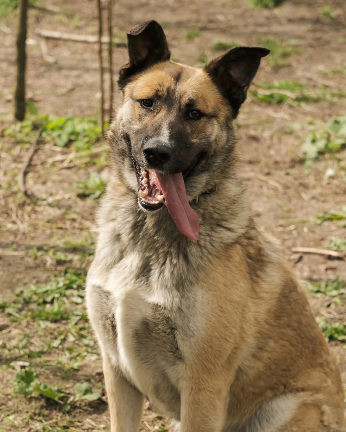 Bosya (Бося),  (Sirius Shelter)