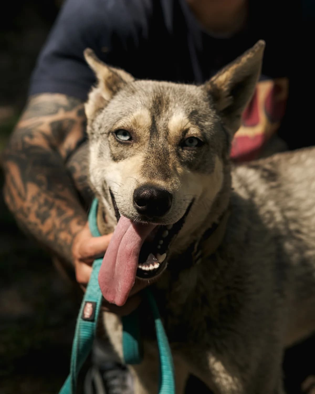 Lana (Лана),  (Sirius Shelter)