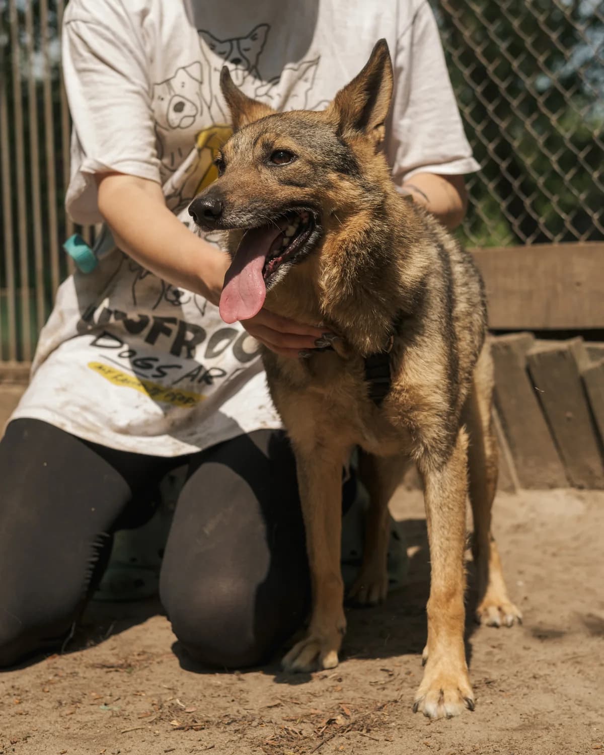 Dusya (Дуся), female senior mixed breed for adoption at Sirius Shelter, Kyiv
