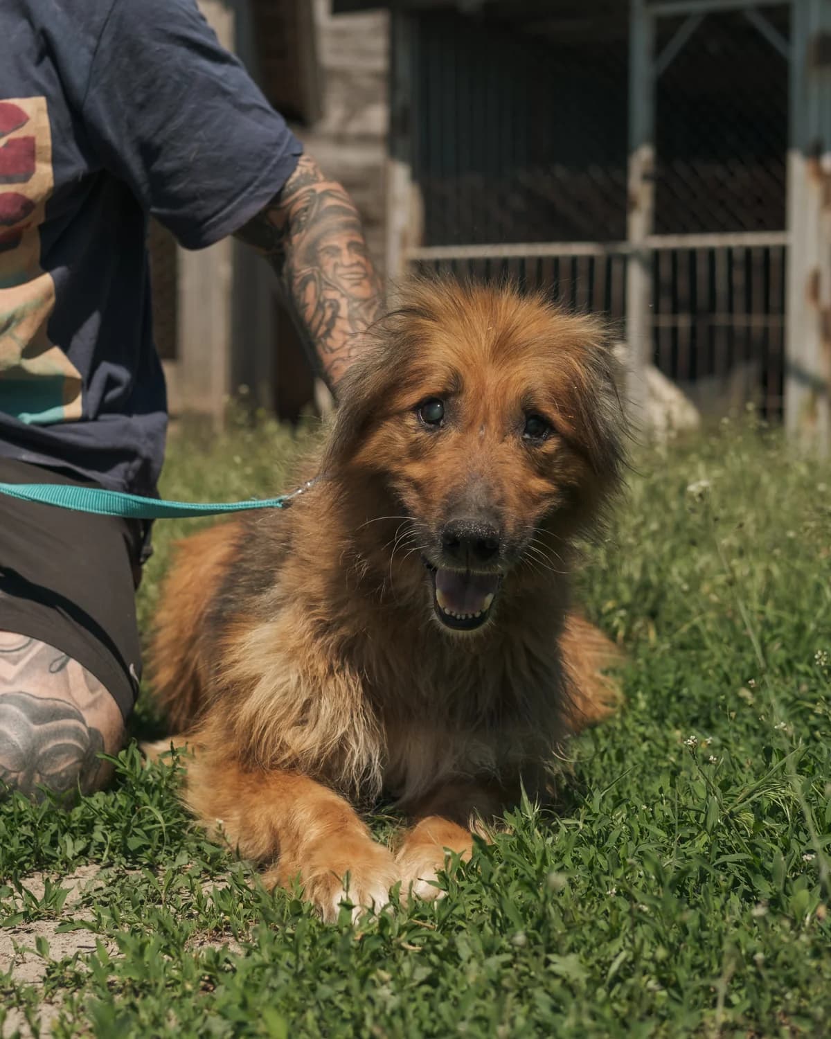 Bari (Барі), male senior mixed breed for adoption at Sirius Shelter, Kyiv