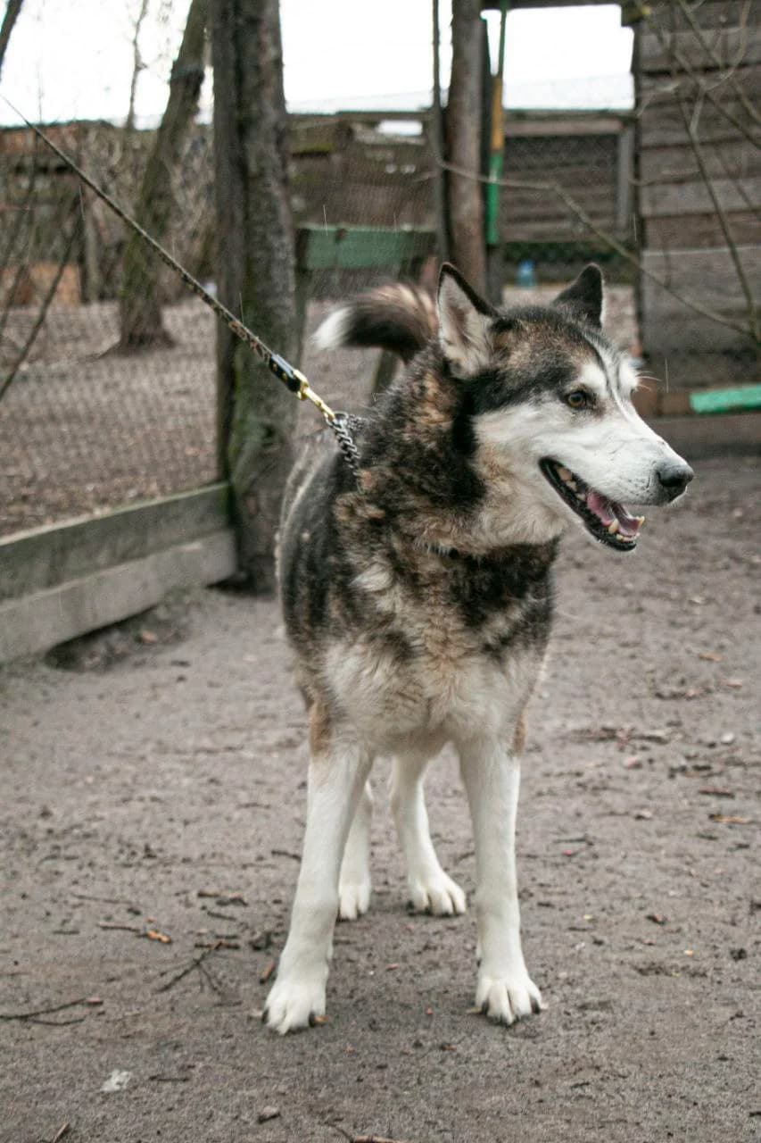 Grey (Грей),  (Sirius Shelter)