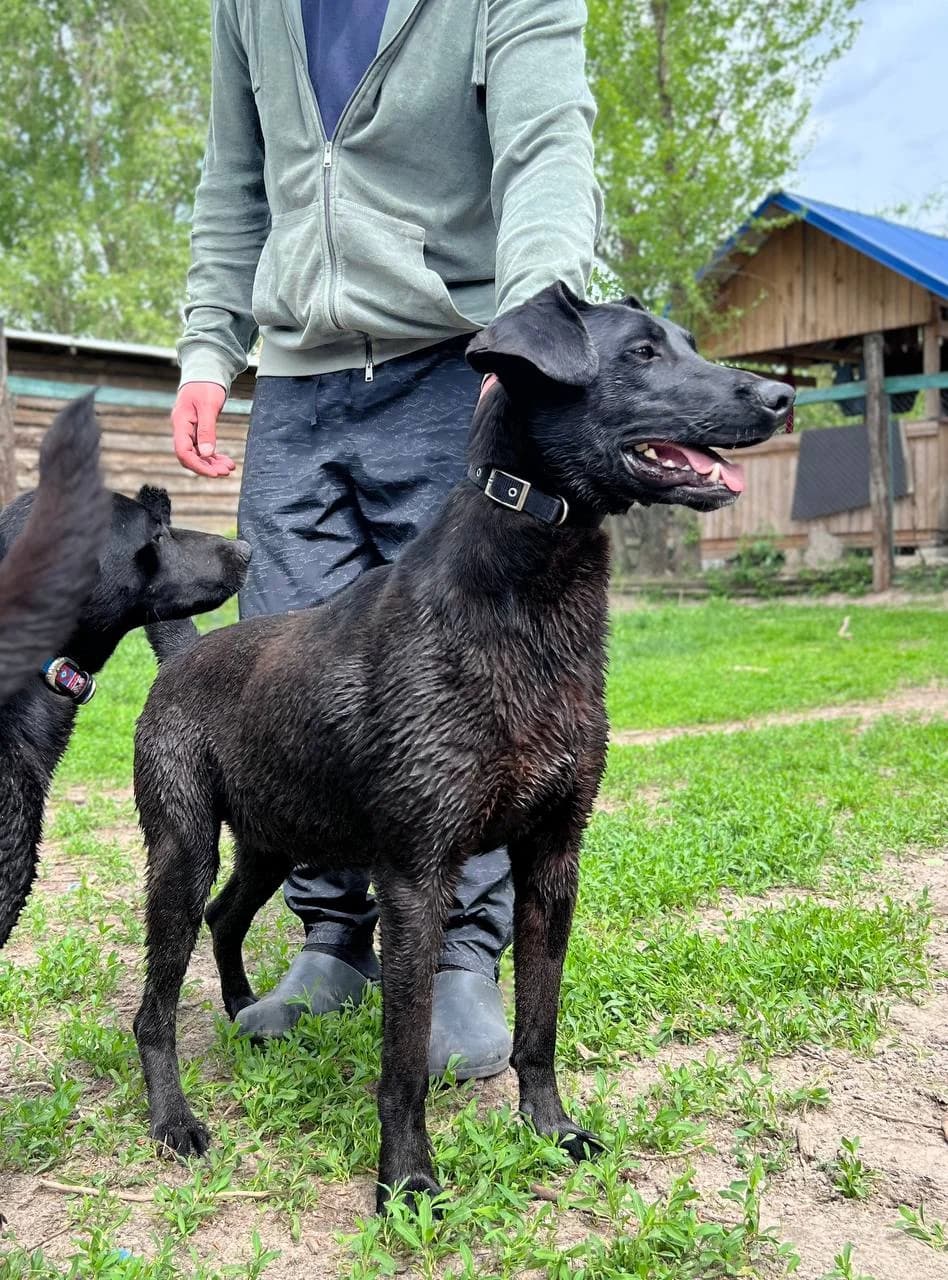 Bumer (Бумер),  (Sirius Shelter)
