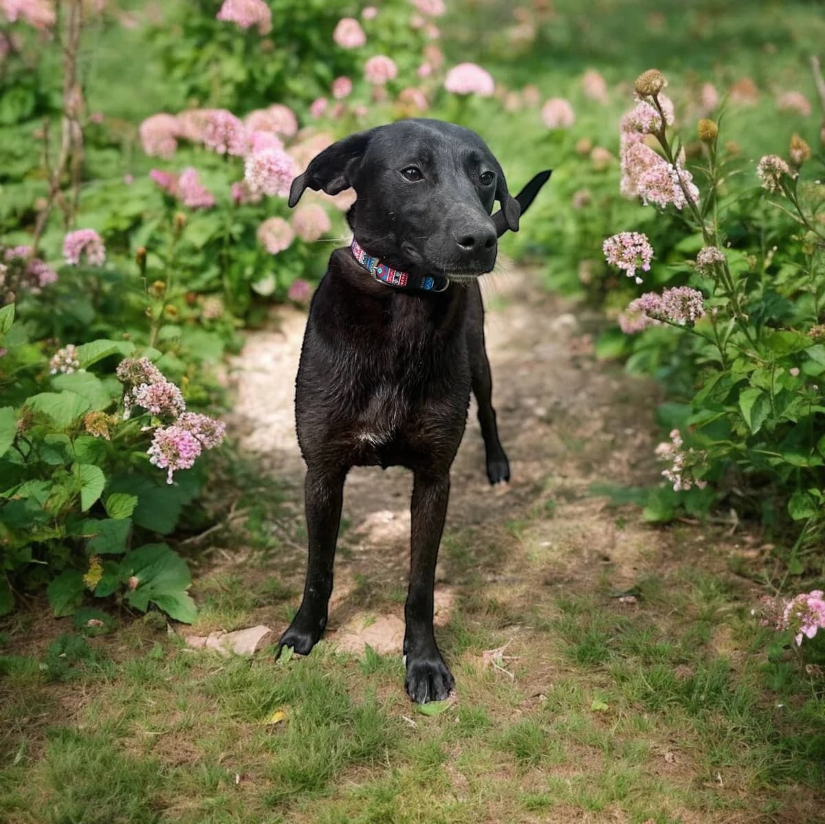 Naomi (Наомі),  (Sirius Shelter)