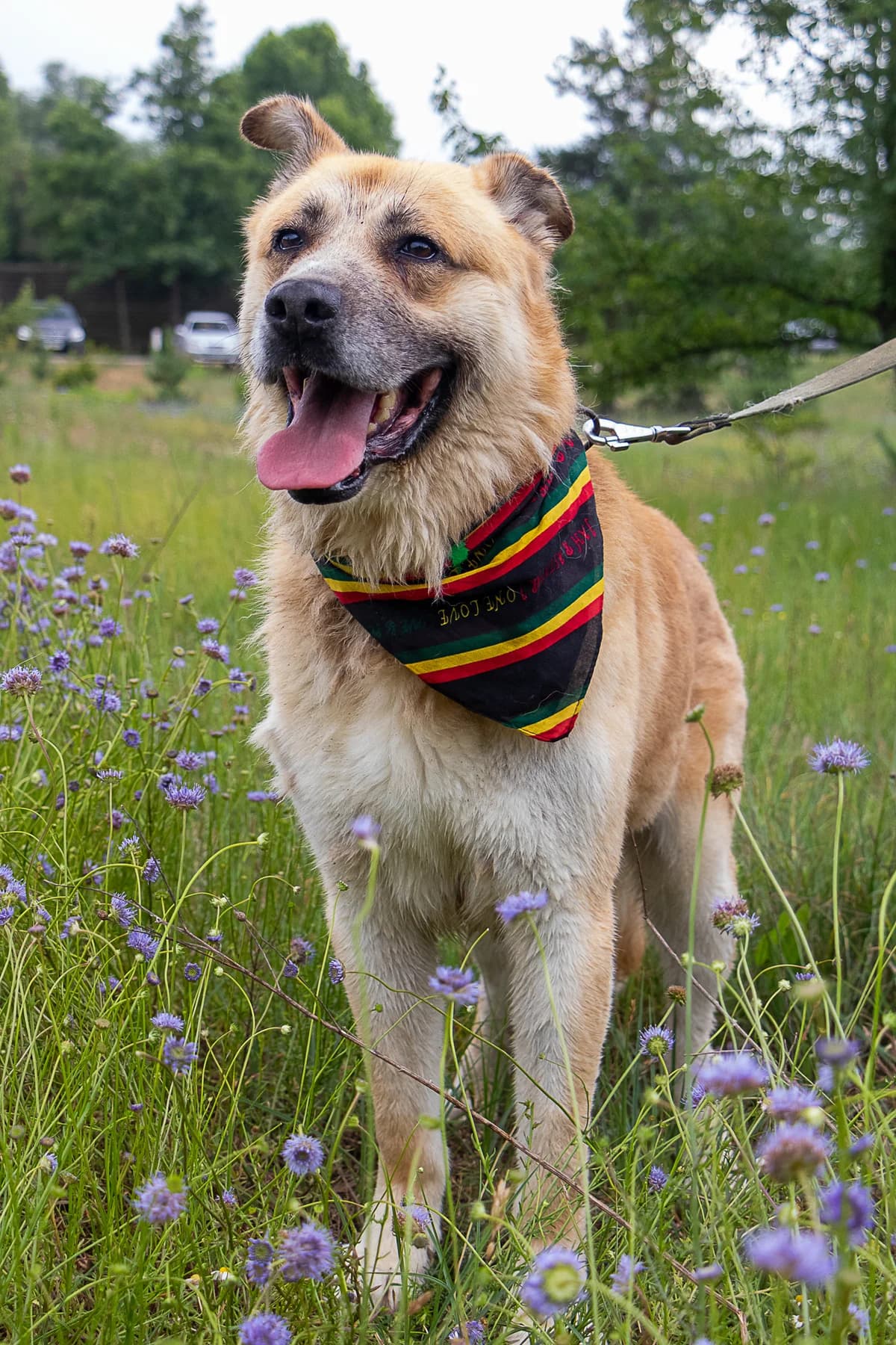 Balu (Балу),  (Sirius Shelter)