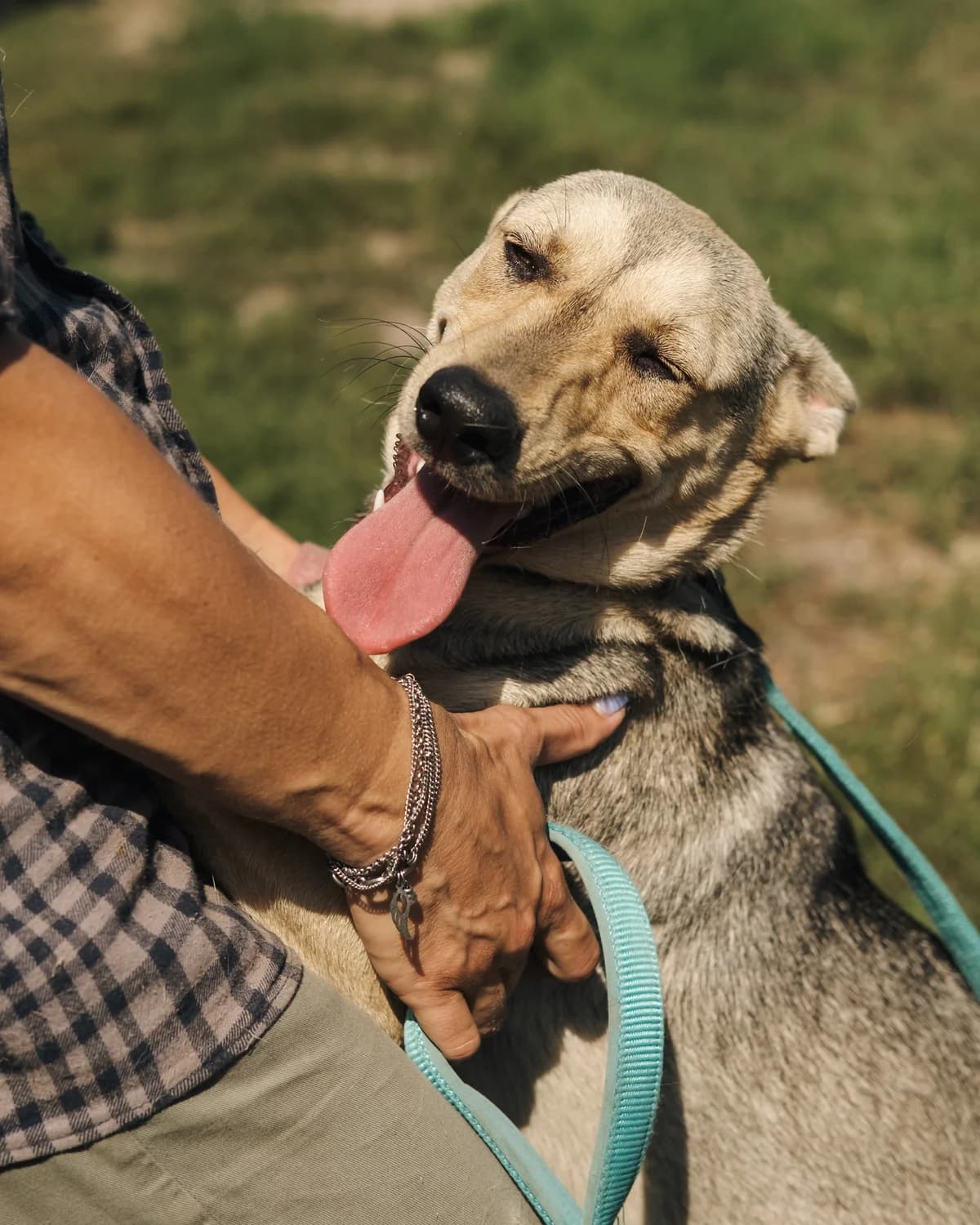Nana (Нана),  (Sirius Shelter)