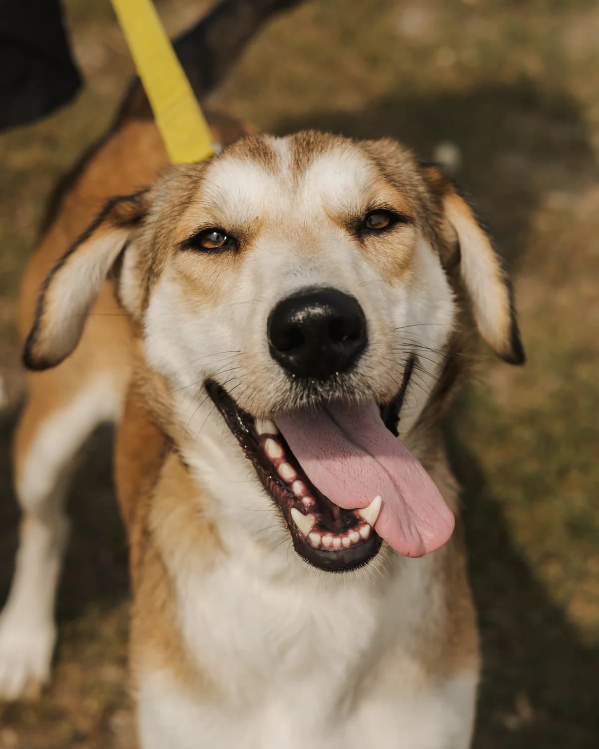 Annika (Анніка),  (Sirius Shelter)