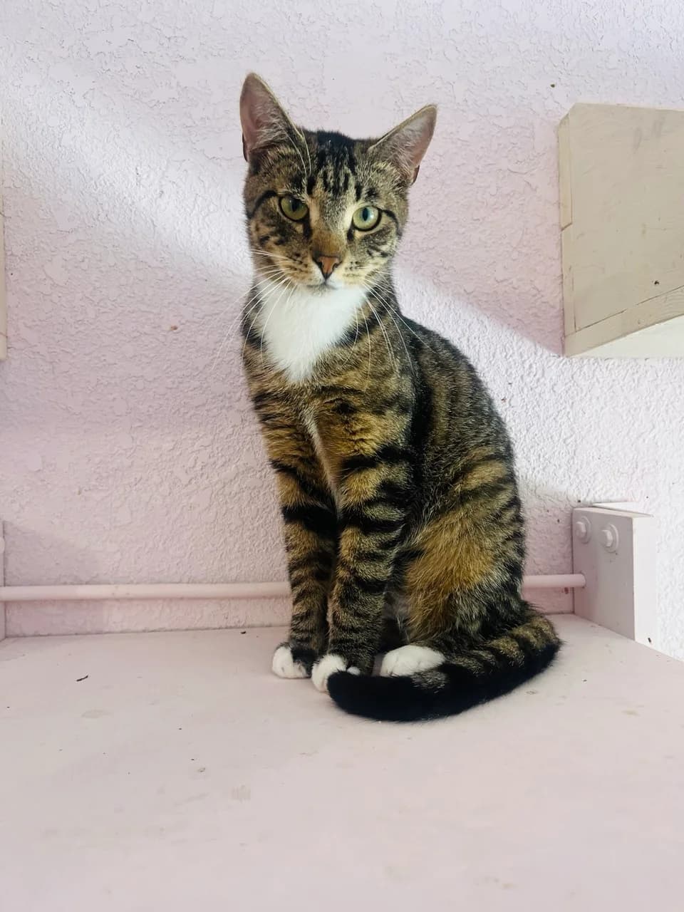 Ali (Алі), male young mixed breed for adoption at Sirius Shelter, Kyiv