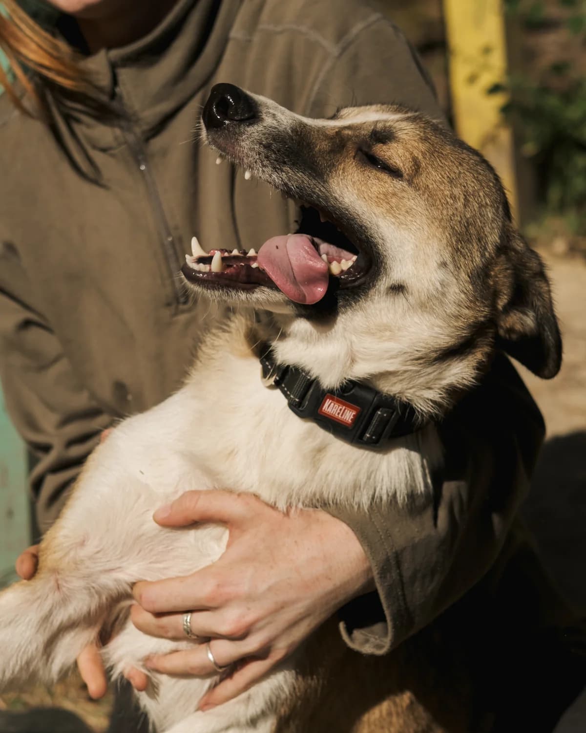 Nyukhler (Нюхлер), male 3yo mixed breed for adoption at Sirius Shelter, Kyiv