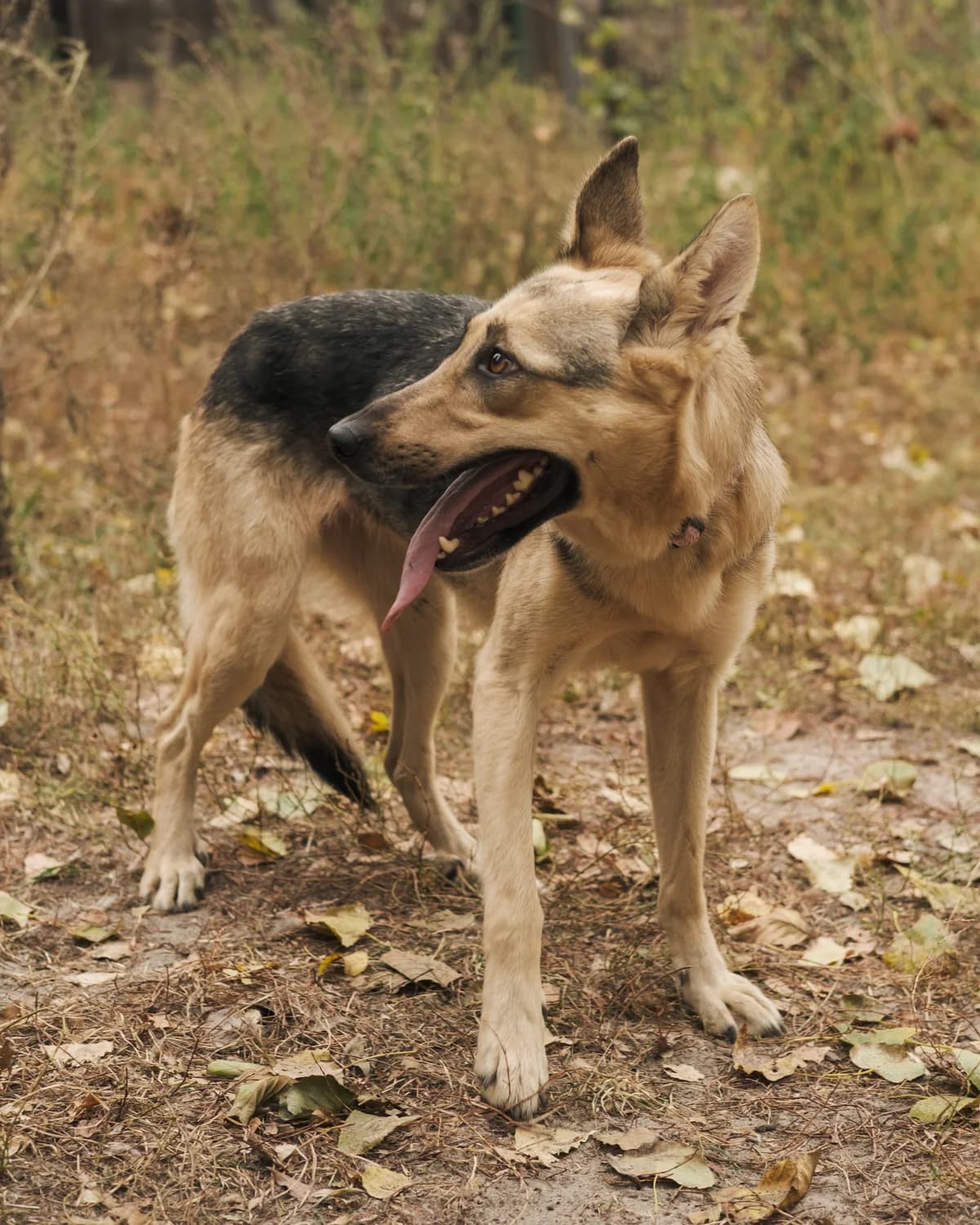 Квітка photo 4