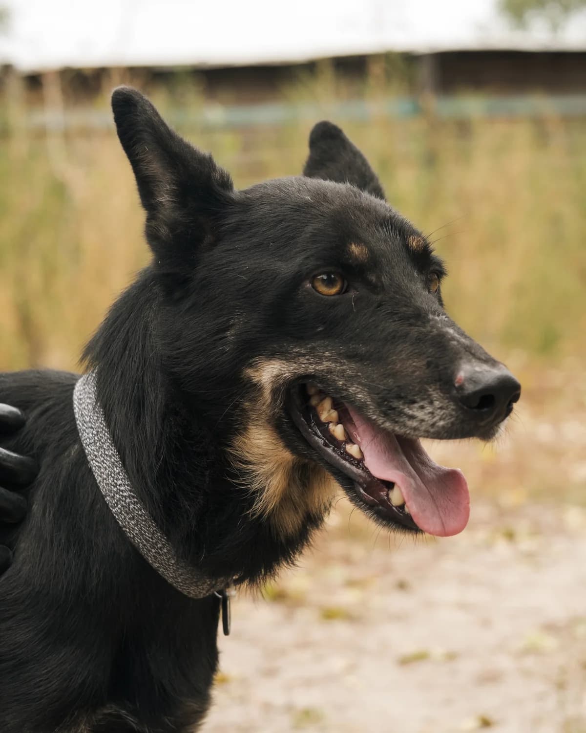 Mobler (Моблер),  (Sirius Shelter)