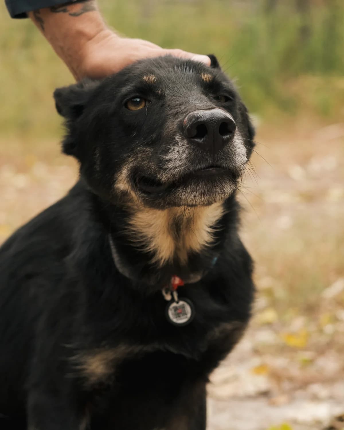 Моблер photo 3