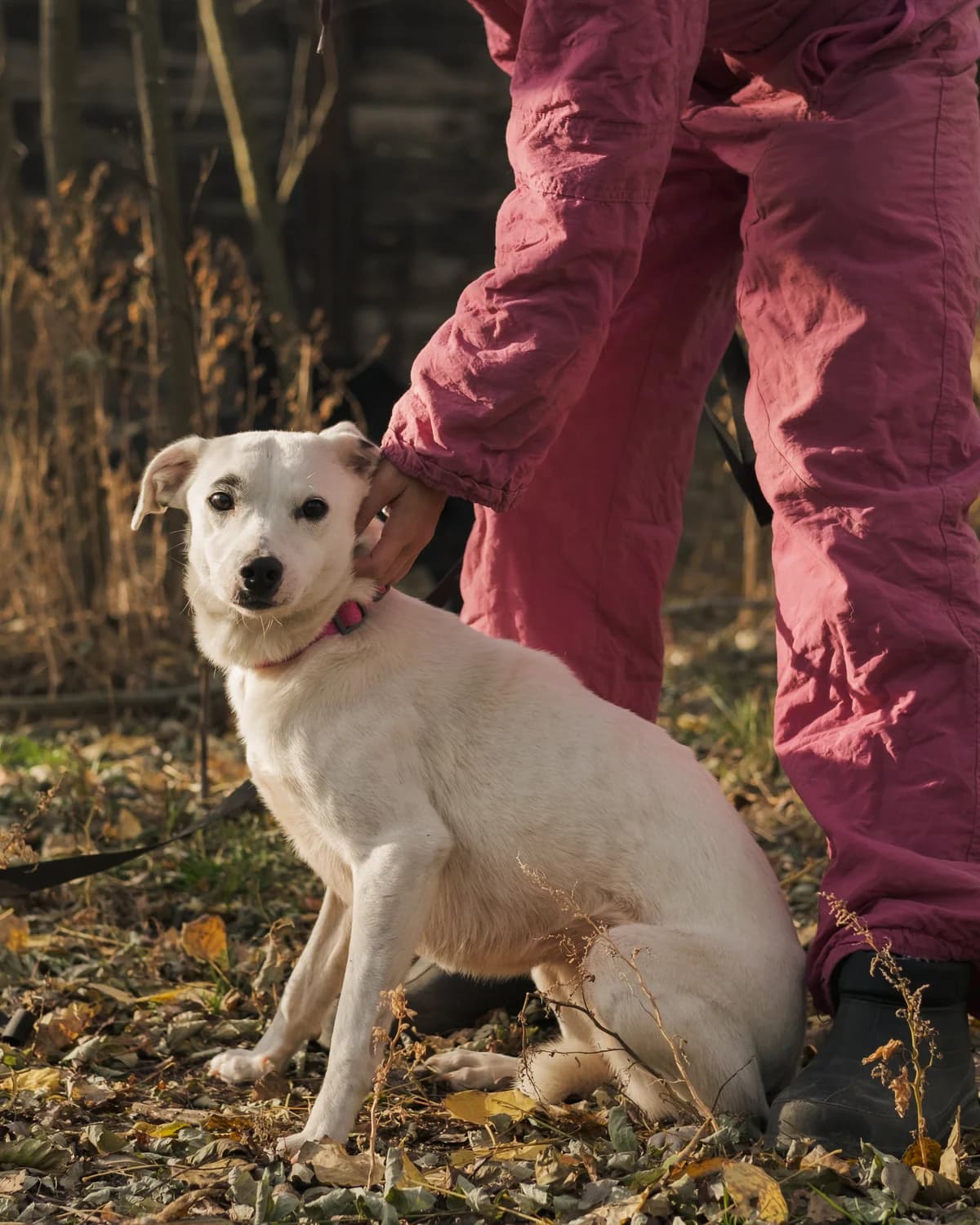 Брівка photo 4