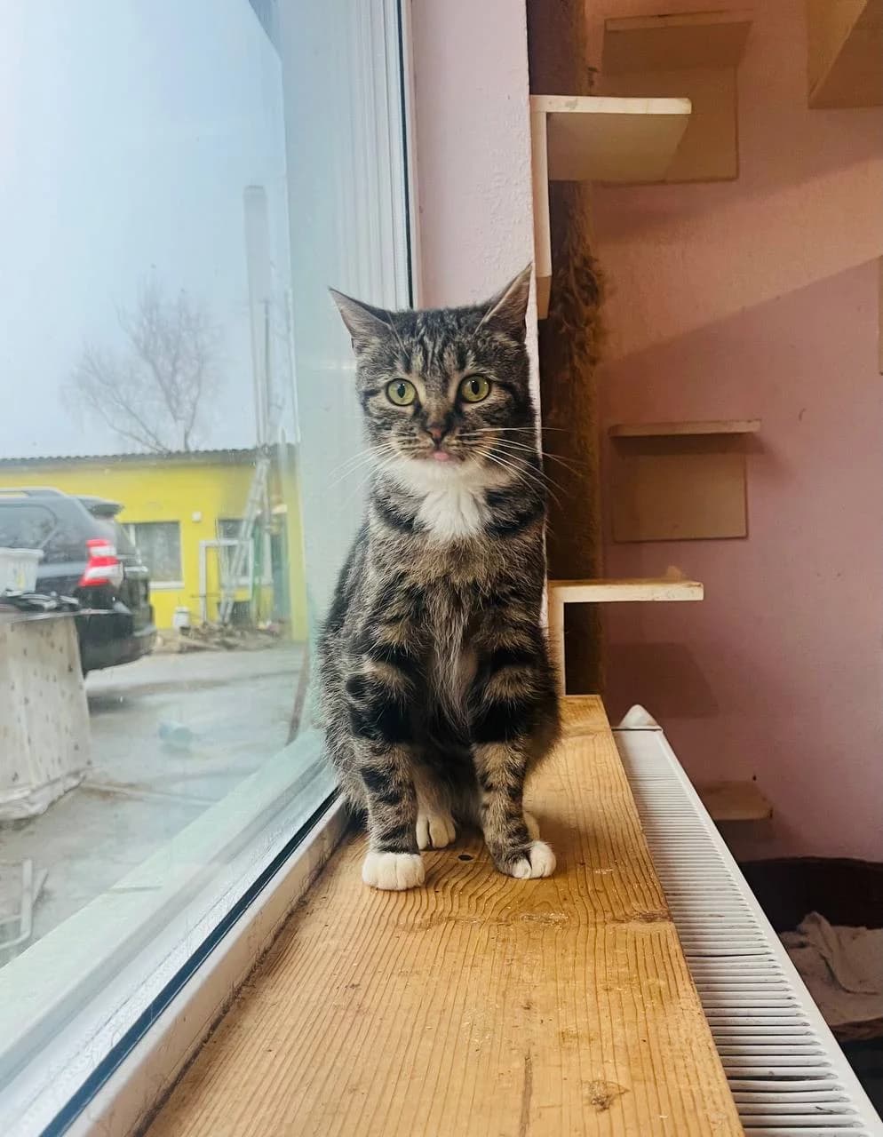Khrustya (Хрустя), female 4yo Mixed Breed for adoption at Sirius Shelter, Kyiv