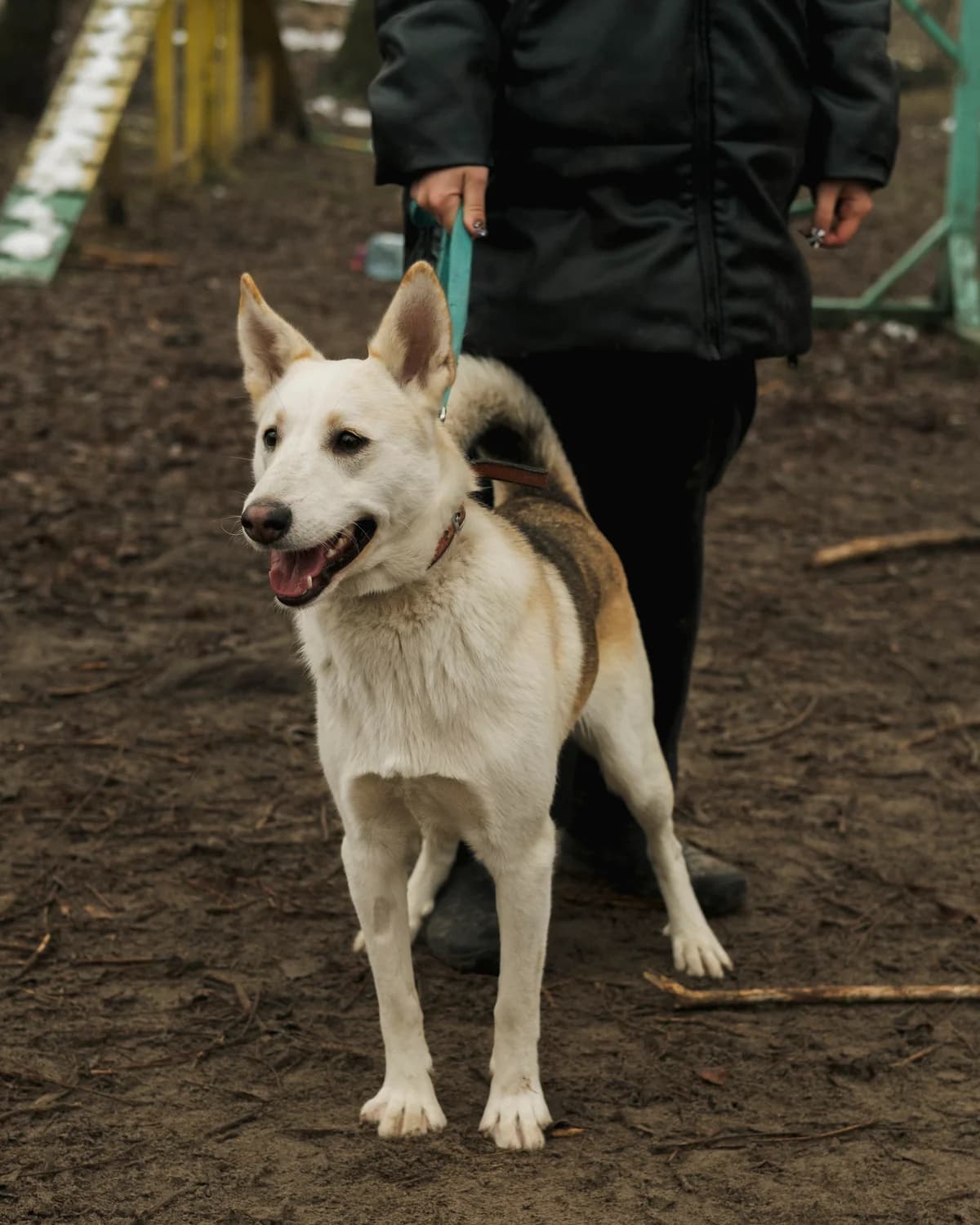 Puer (Пуер),  (Sirius Shelter)