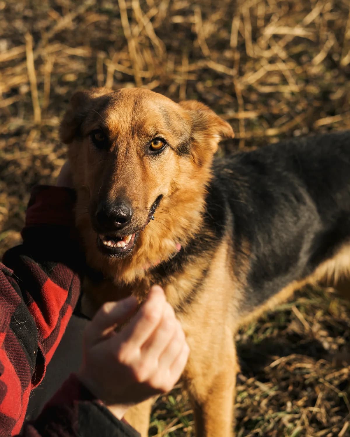 Dayana (Даяна),  (Sirius Shelter)