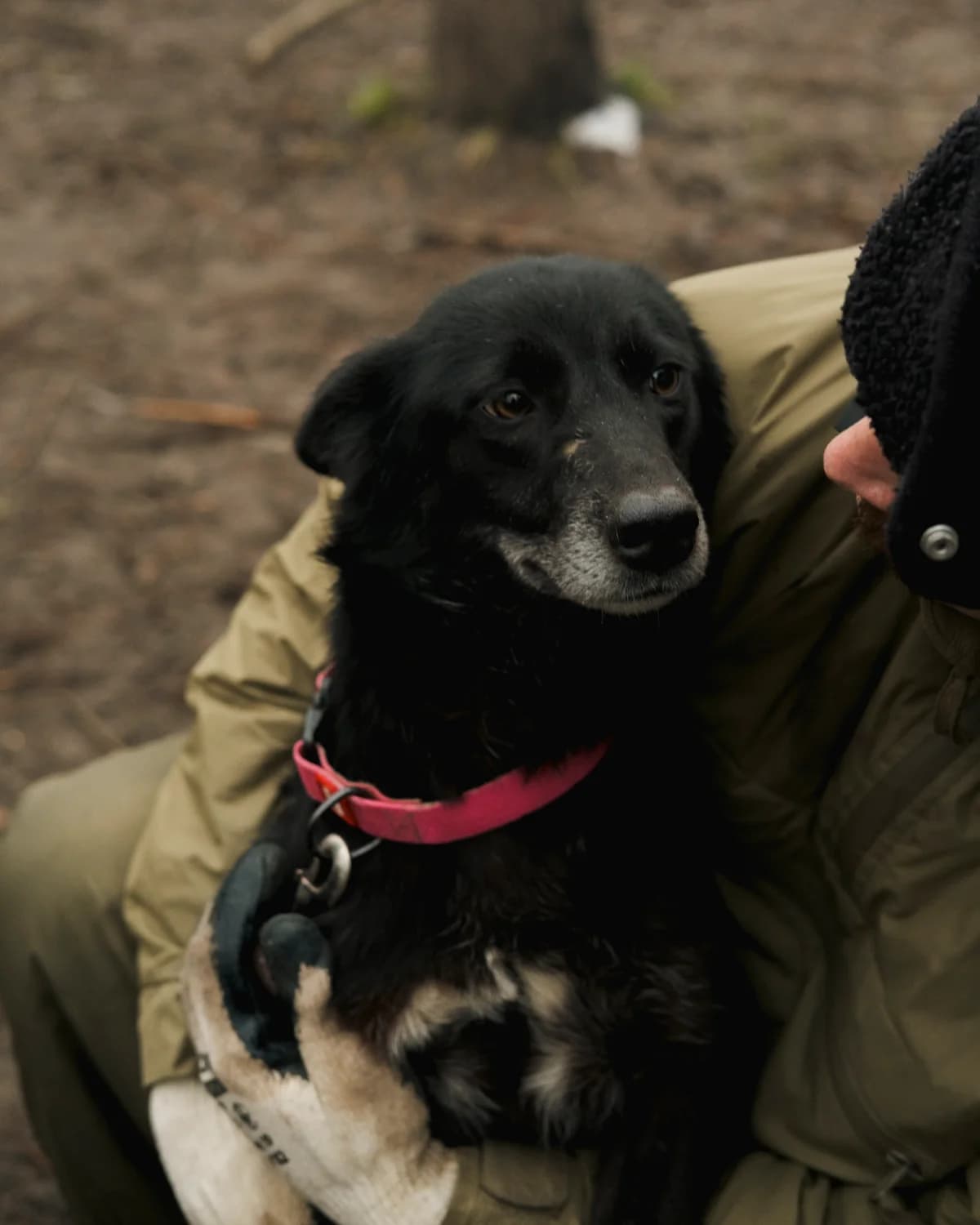 Fillis (Філліс),  (Sirius Shelter)