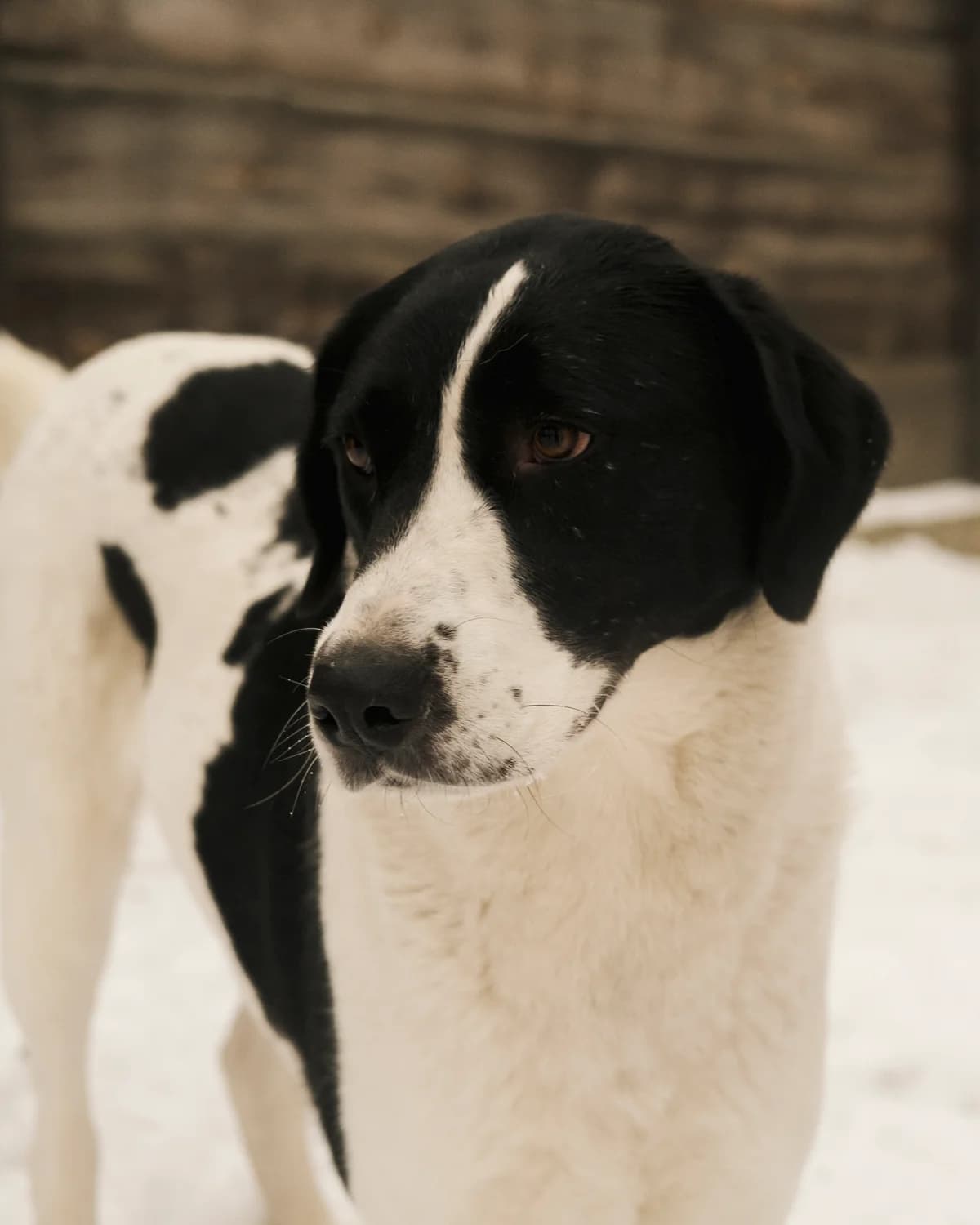 Leyla (Лейла),  (Sirius Shelter)