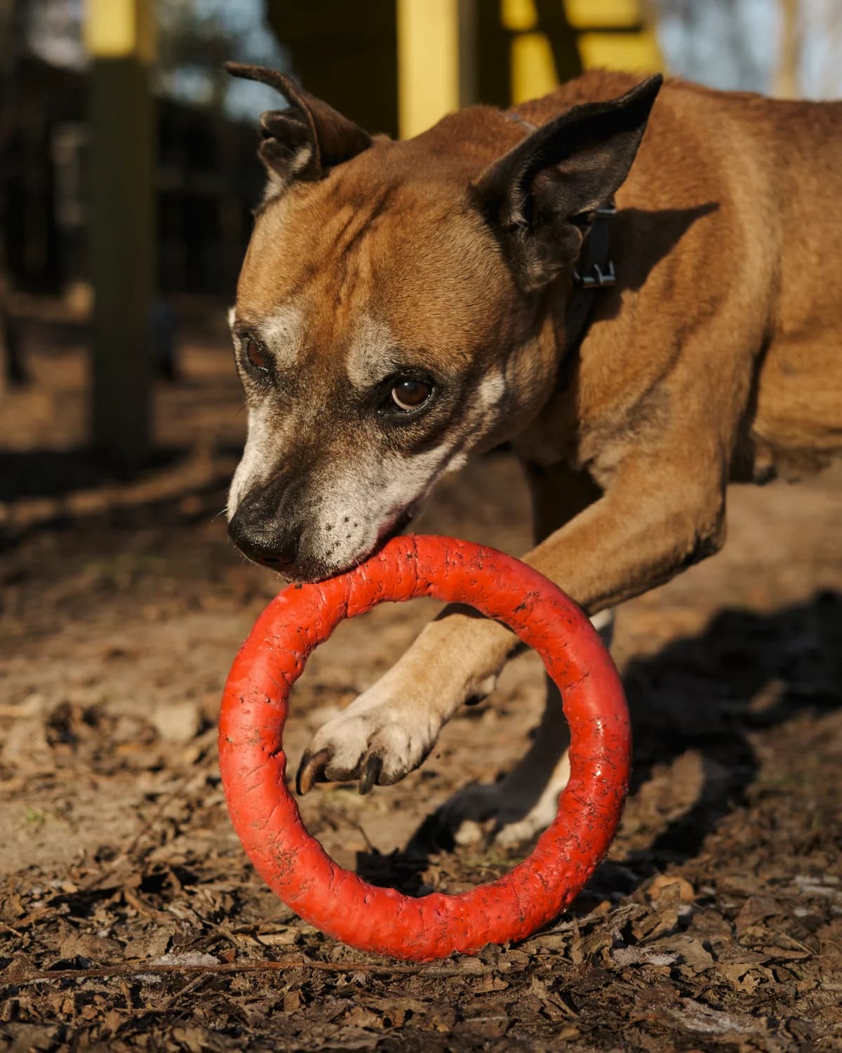 Klara (Клара), female senior mixed breed for adoption at Sirius Shelter, Kyiv