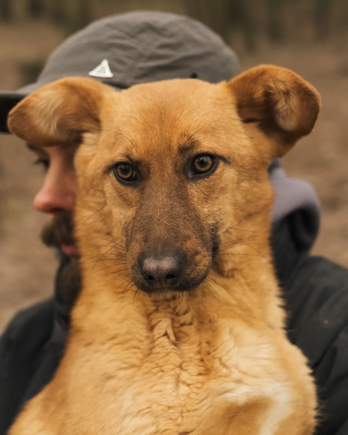 Brauni (Брауні),  (Sirius Shelter)