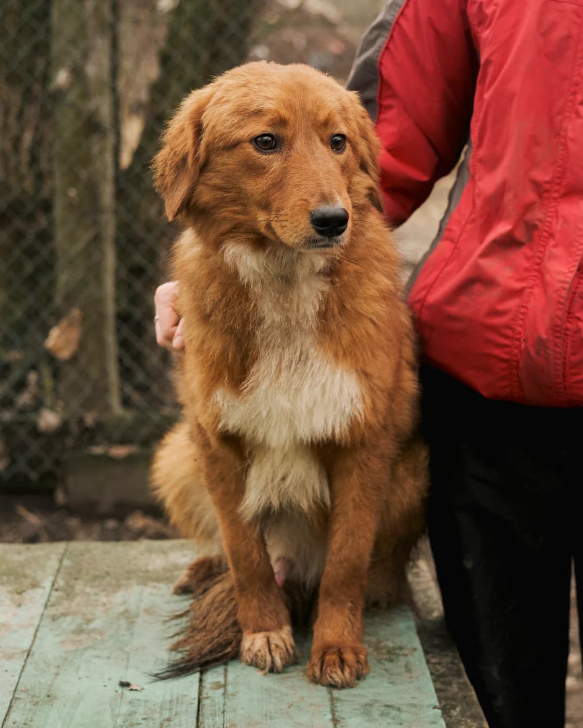 Volli (Воллі),  (Sirius Shelter)