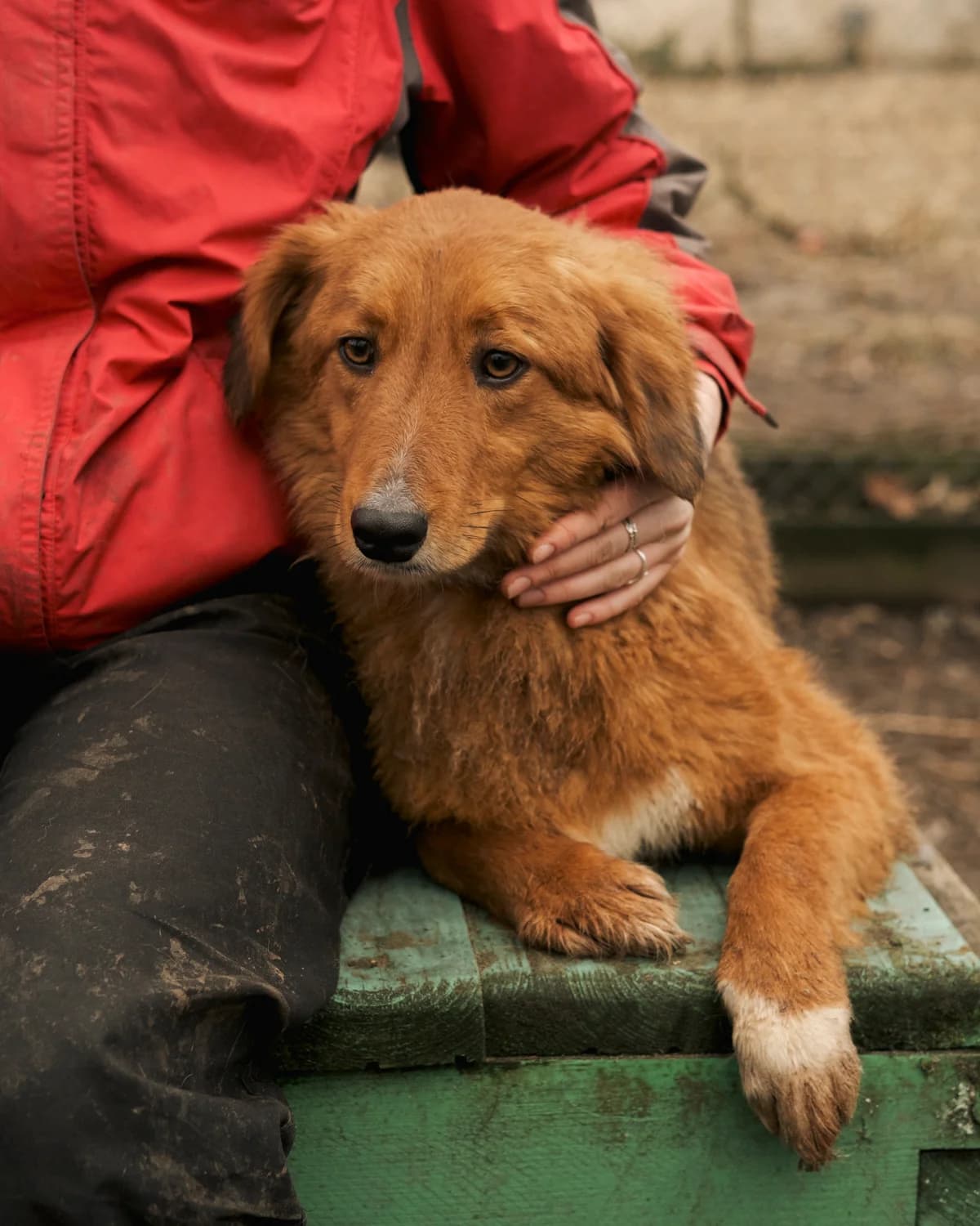 Dan (Дан),  (Sirius Shelter)
