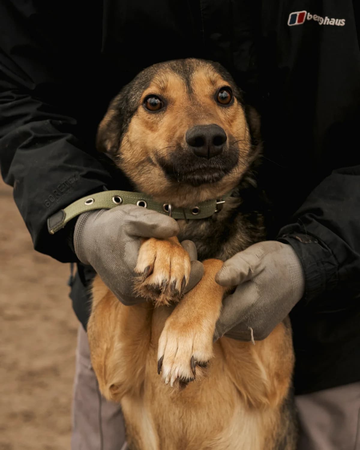 Dante (Данте),  (Sirius Shelter)