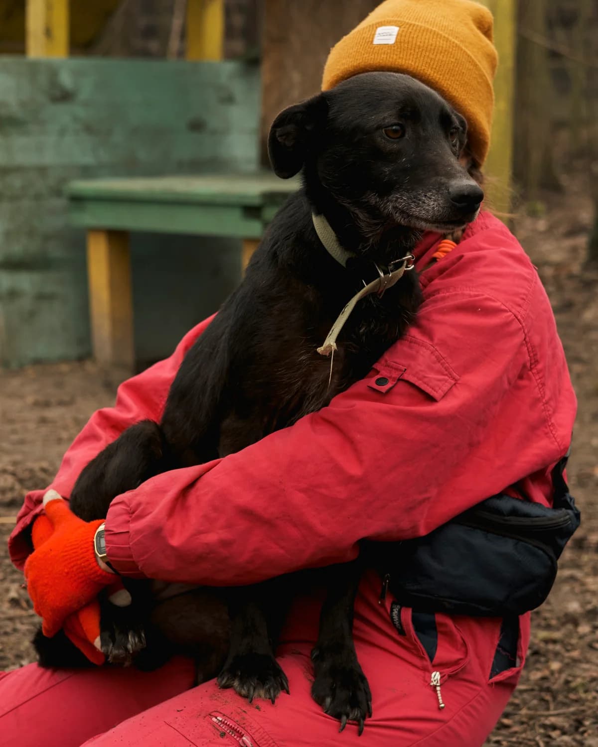 Laura (Лаура),  (Sirius Shelter)