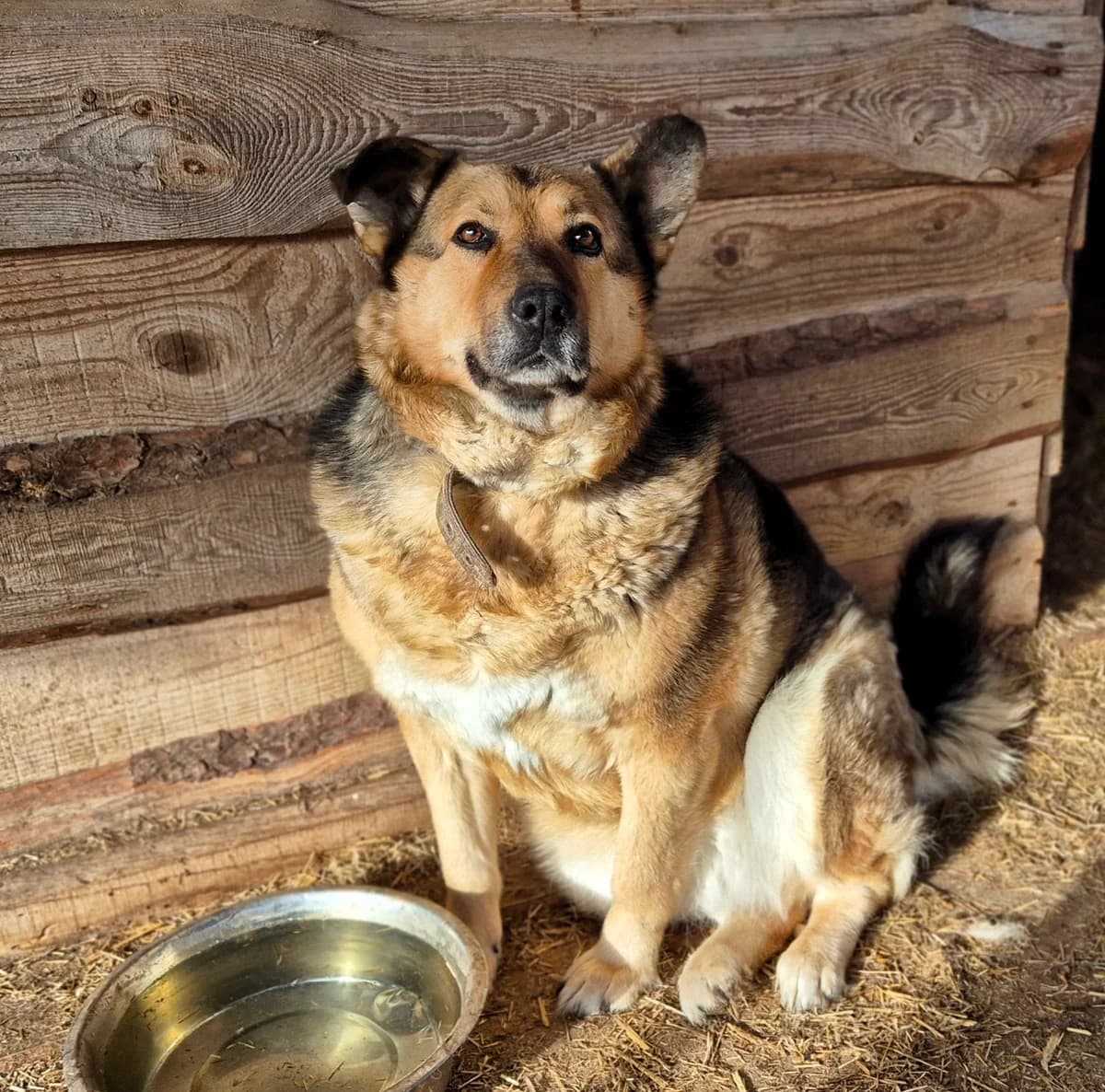 Payda (Пайда),  (Sirius Shelter)