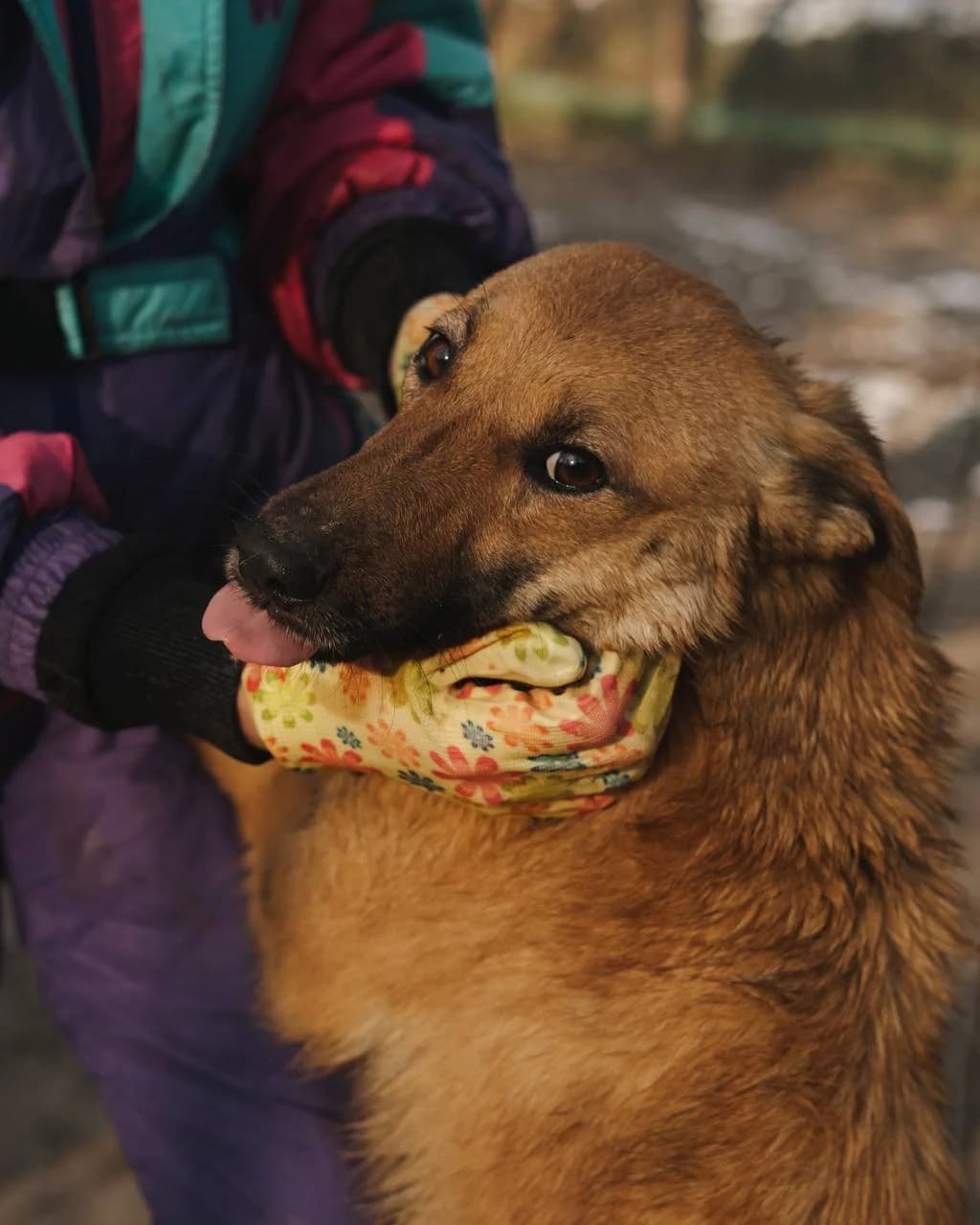 Flor (Фльор),  (Sirius Shelter)