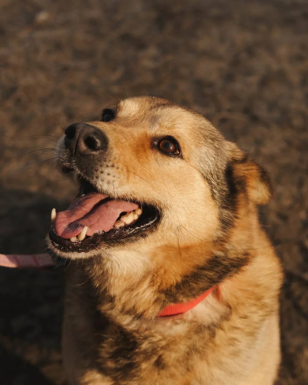 Dasha (Даша),  (Sirius Shelter)