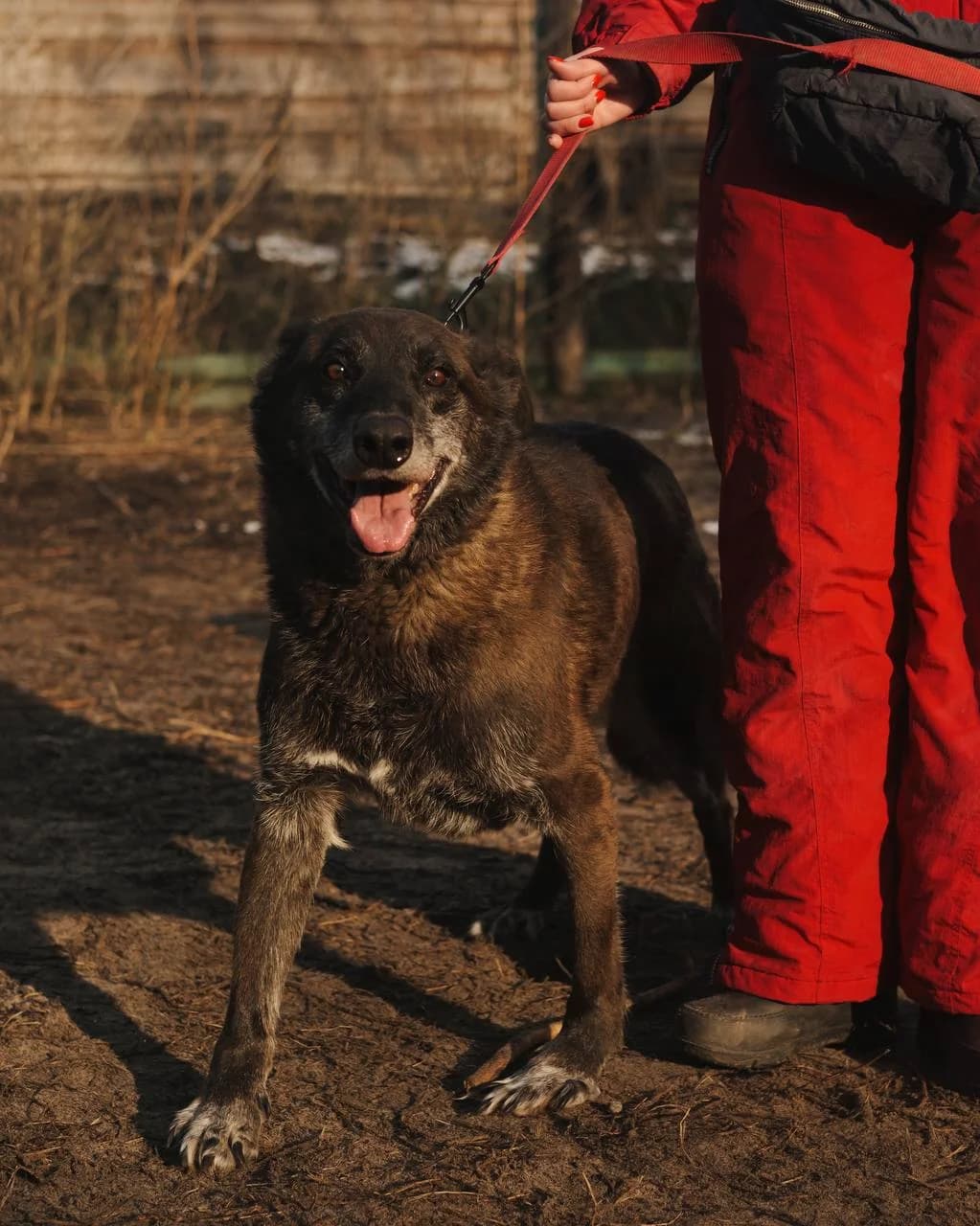 Mishka (Мішка), male senior mixed breed for adoption at Sirius Shelter, Kyiv