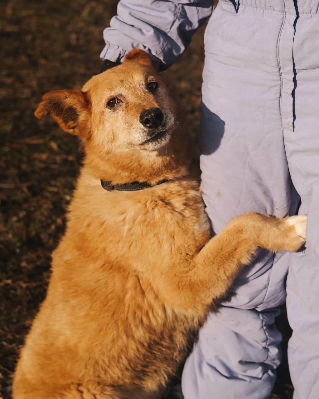 Marusya (Маруся), female senior mixed breed for adoption at Sirius Shelter, Kyiv
